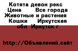 Котята девон рекс › Цена ­ 1 - Все города Животные и растения » Кошки   . Иркутская обл.,Иркутск г.